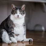 Melhorando resultados para gatos diabéticos: foco em fatores que podem ser controlados